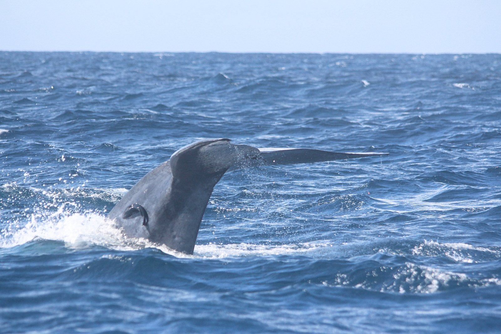 The tail of a blue whale rising from the sea off the south coast of Sri Lanka