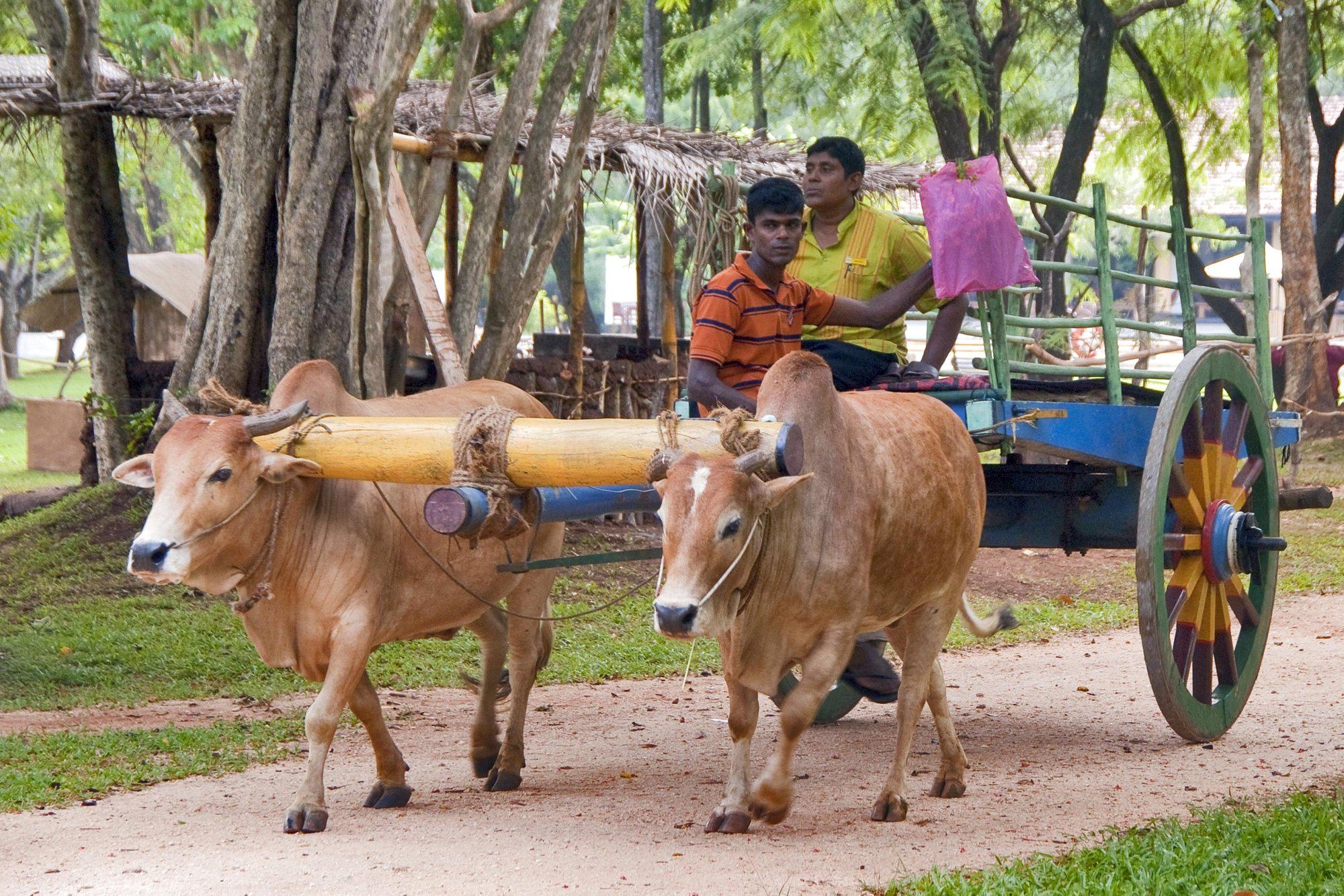 Two men driving a bullock cart along a shaded village track in Sri Lanka