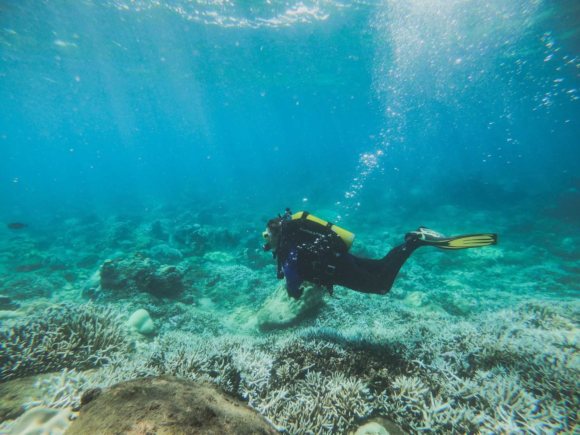 A diver swimming over coral in clear blue water at Pigeon Island