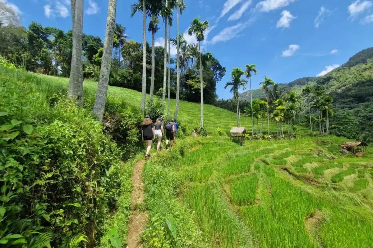 Walkers on a path between terraced paddy fields and palm trees near Heeloya village