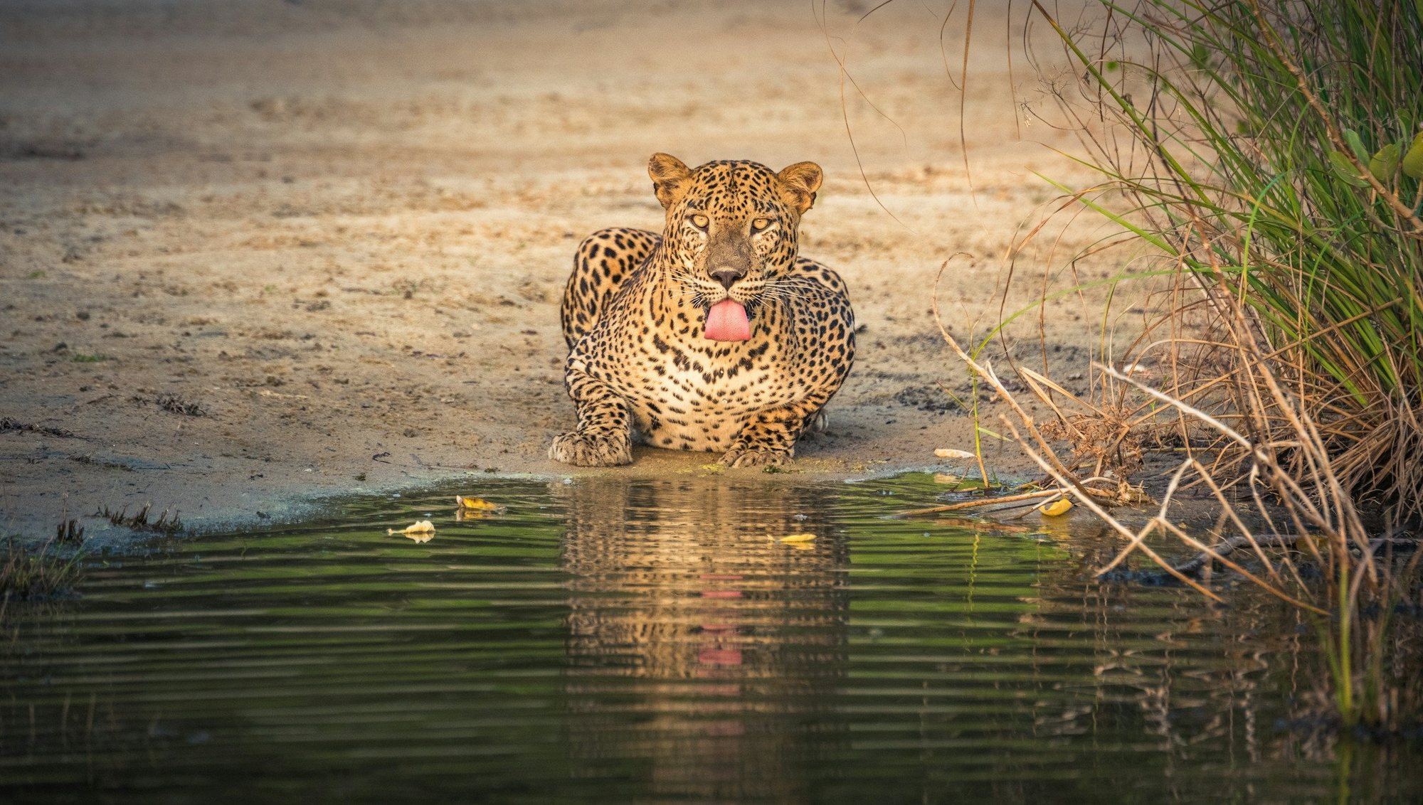 A leopard drinking at a waterhole in Wilpattu National Park