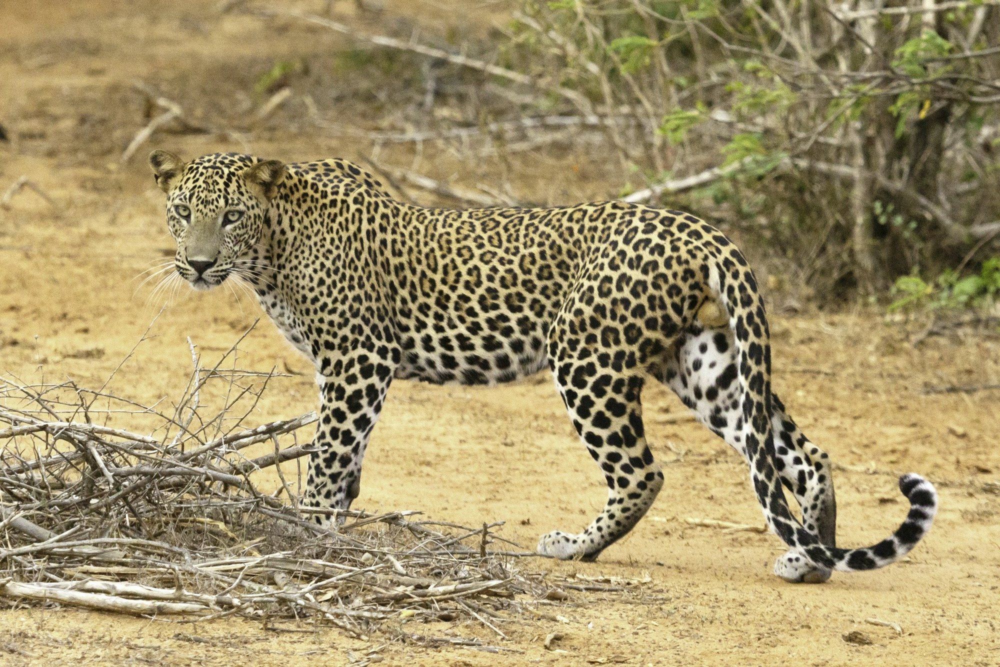 A leopard walking along a dirt track in Yala National Park