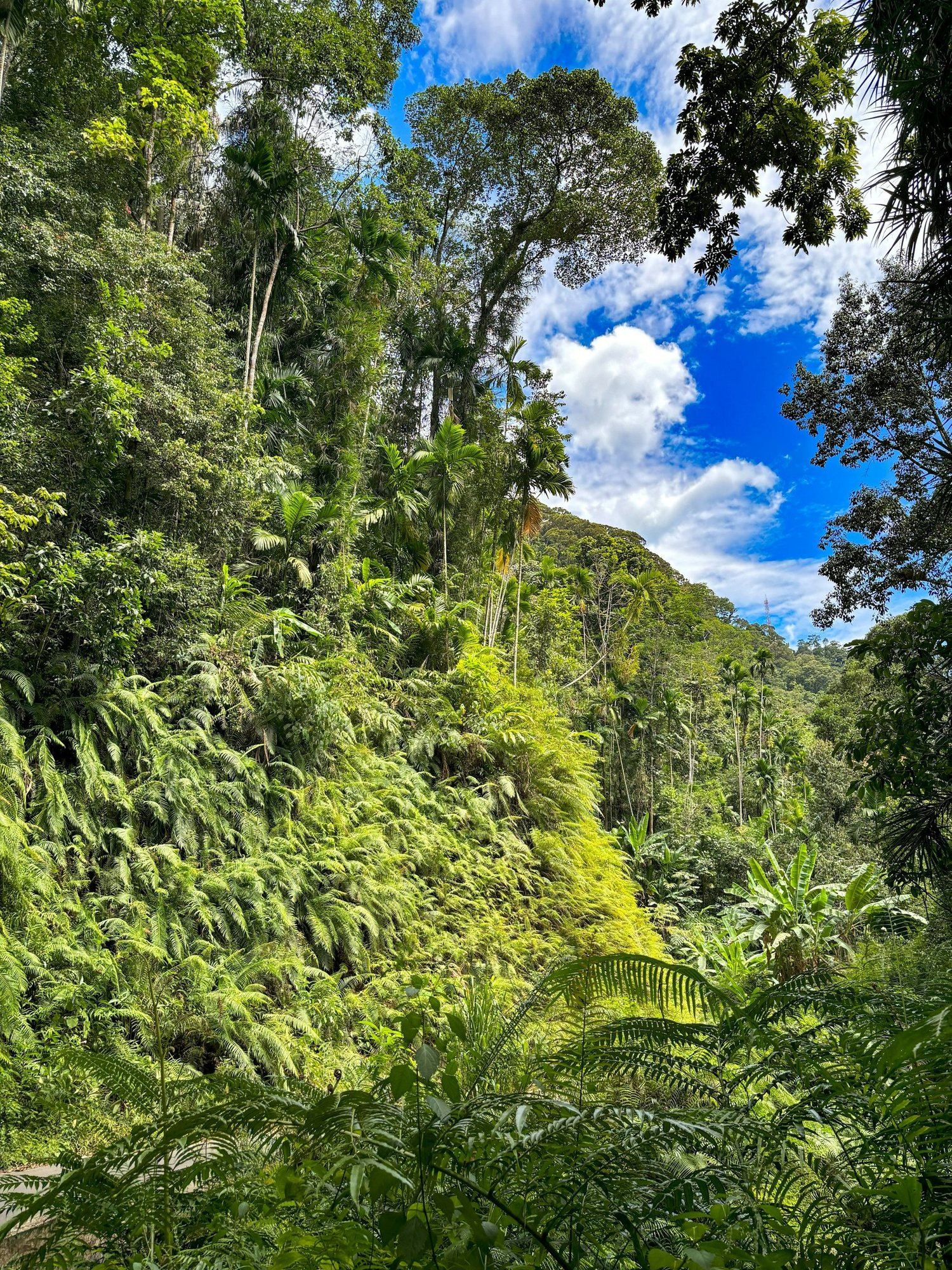 Dense rainforest canopy at Sinharaja