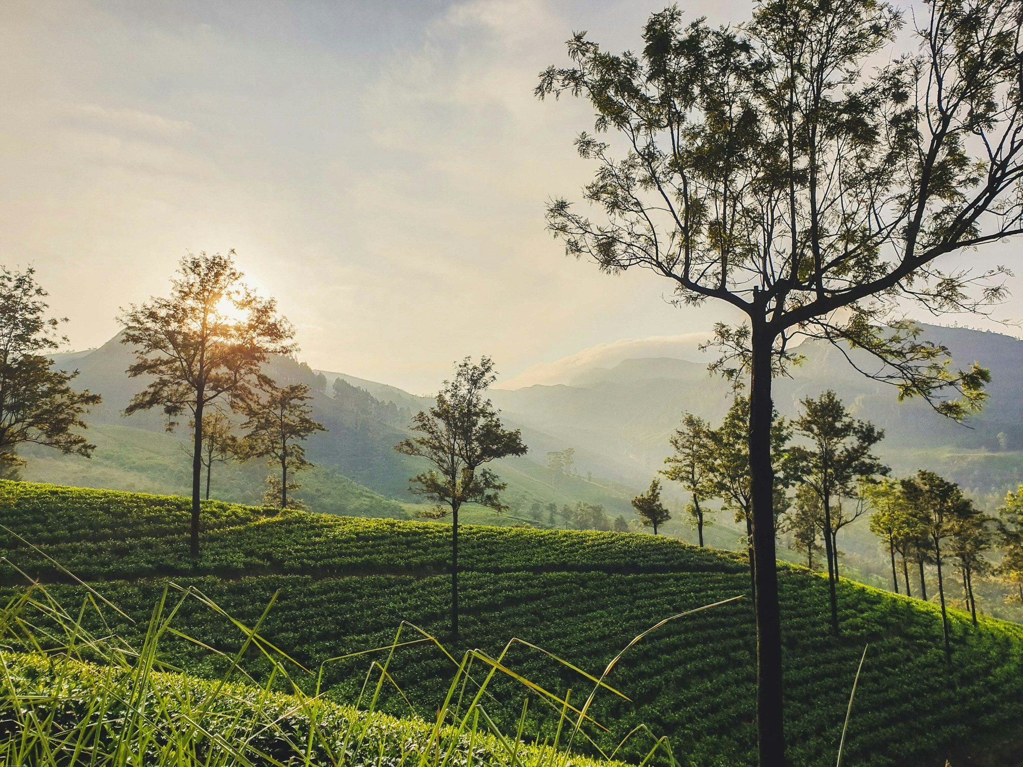Sun rising over a tea plantation in the hill country