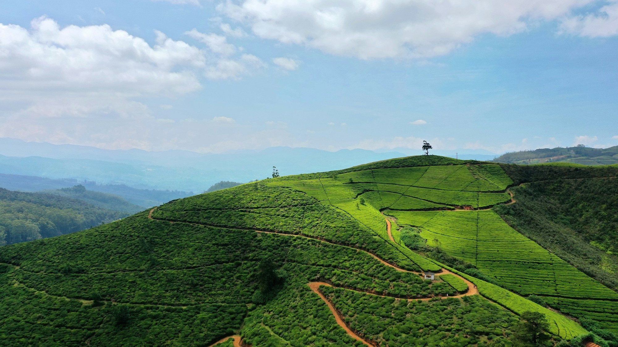 Tea estates on the hills near Nuwara Eliya