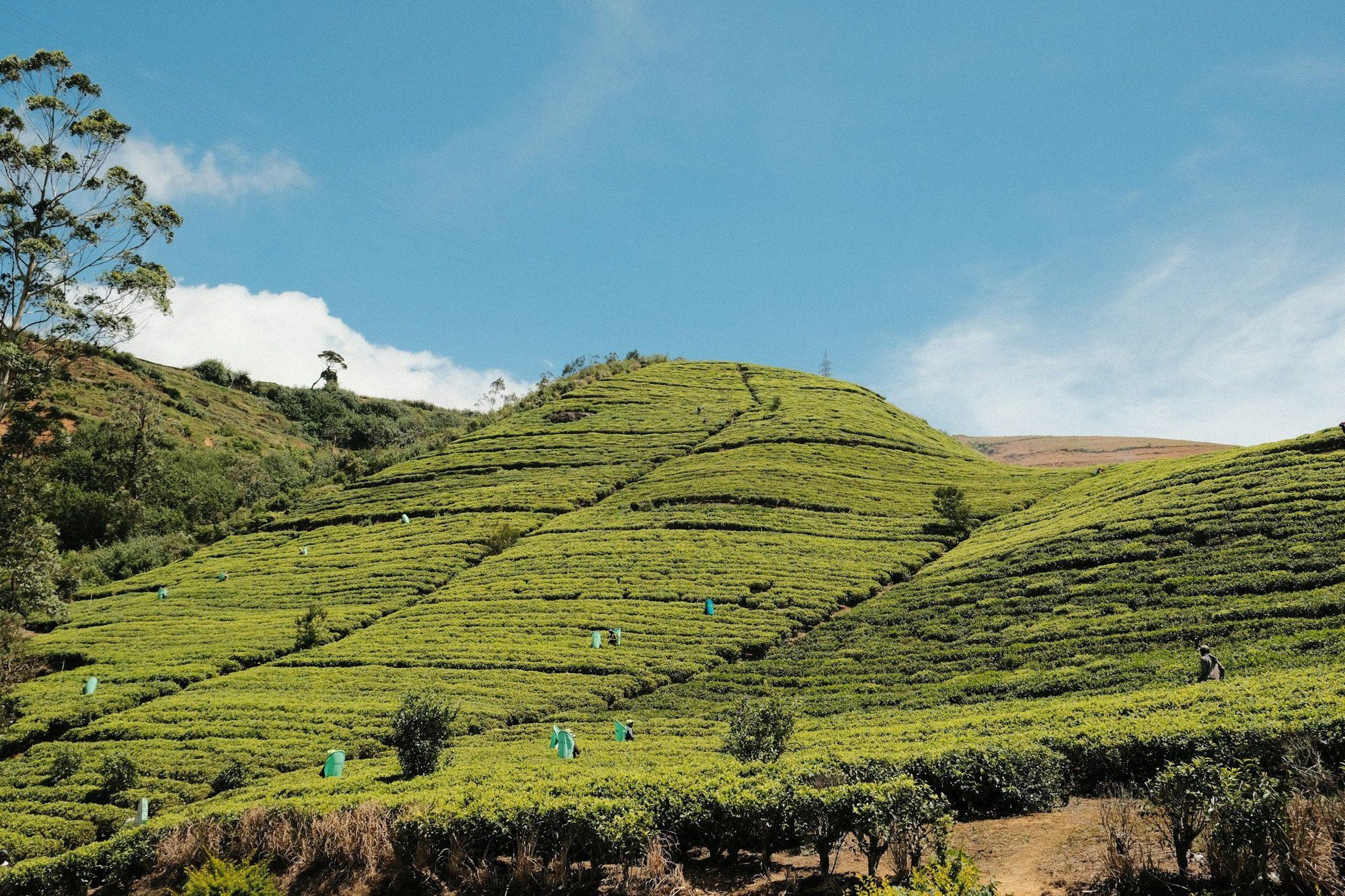 Tea pickers working on a hillside near Nuwara Eliya