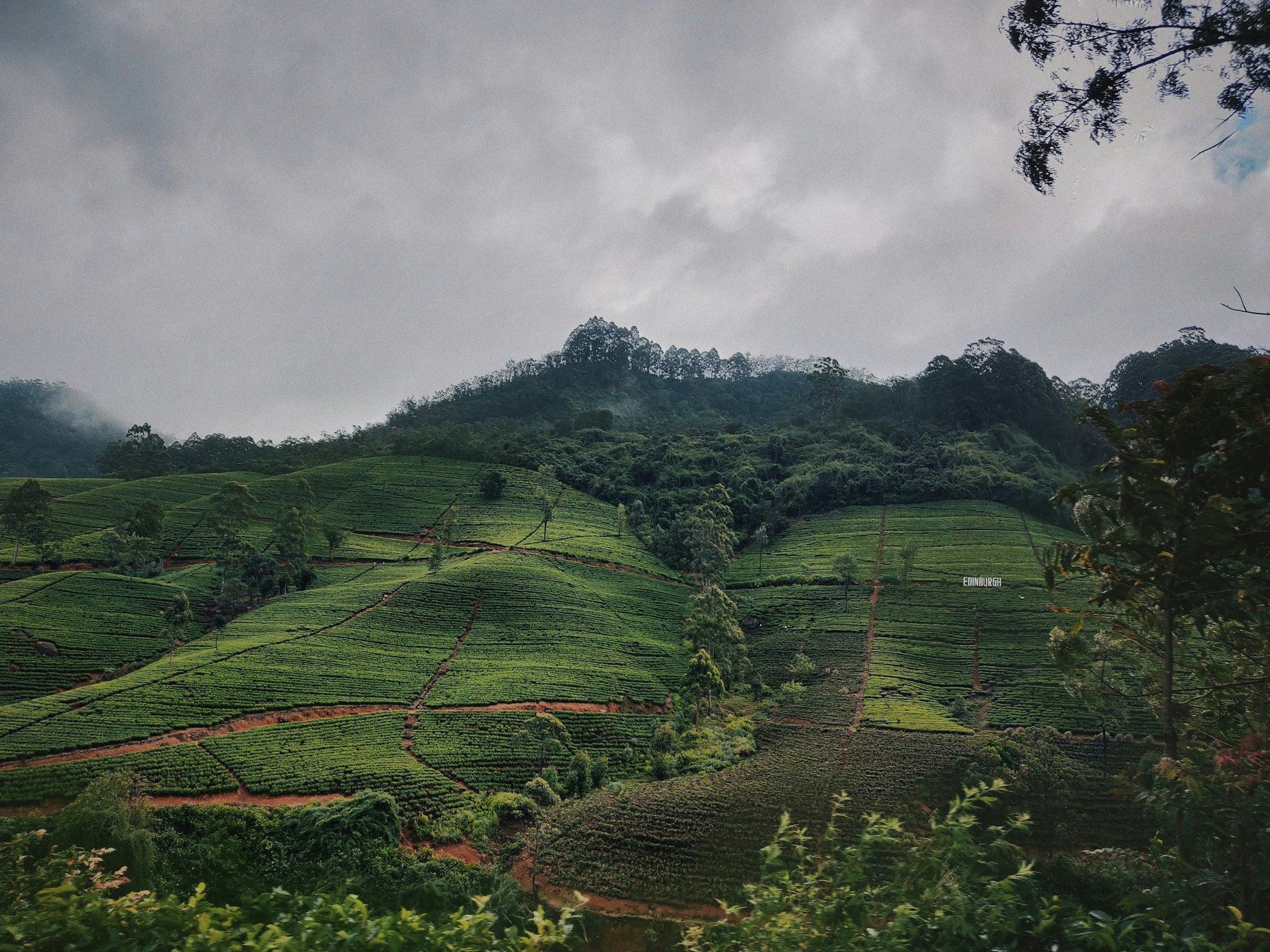 Terraced green slopes in Sri Lanka's hill country under cloud