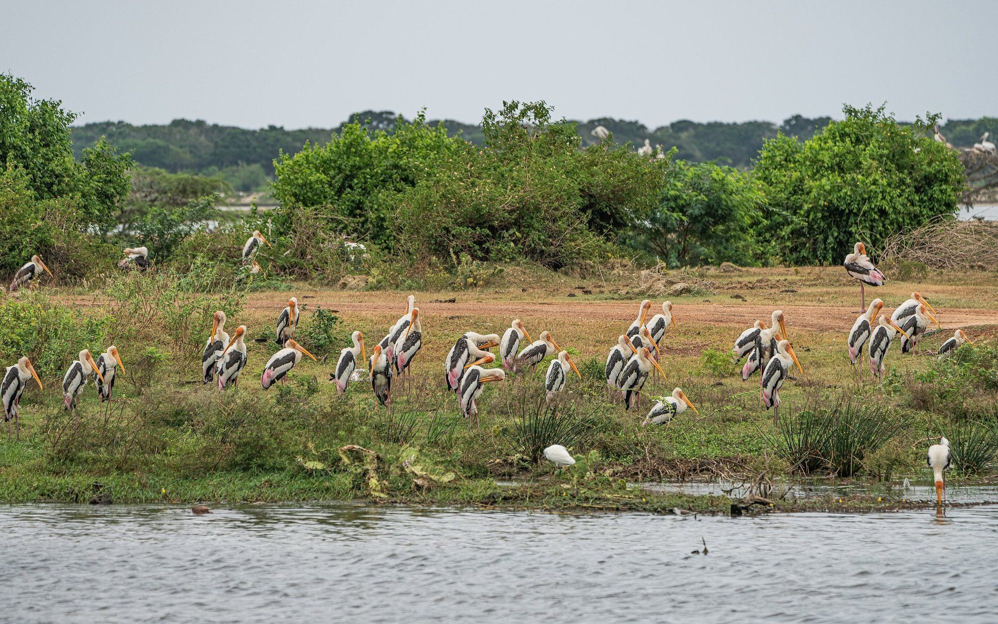 Painted storks and other waterbirds on a lagoon shore at Bundala