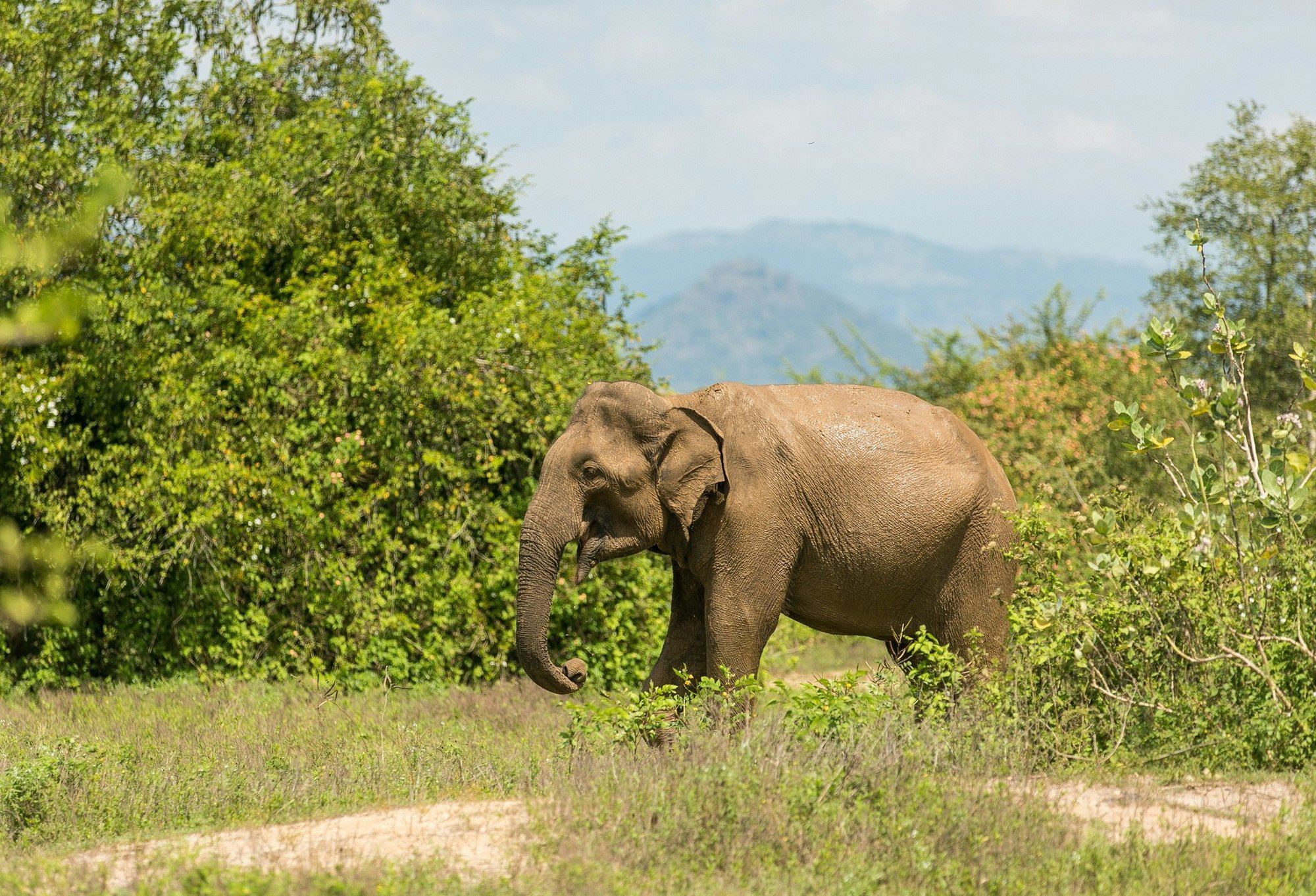 A wild elephant grazing in Udawalawe National Park