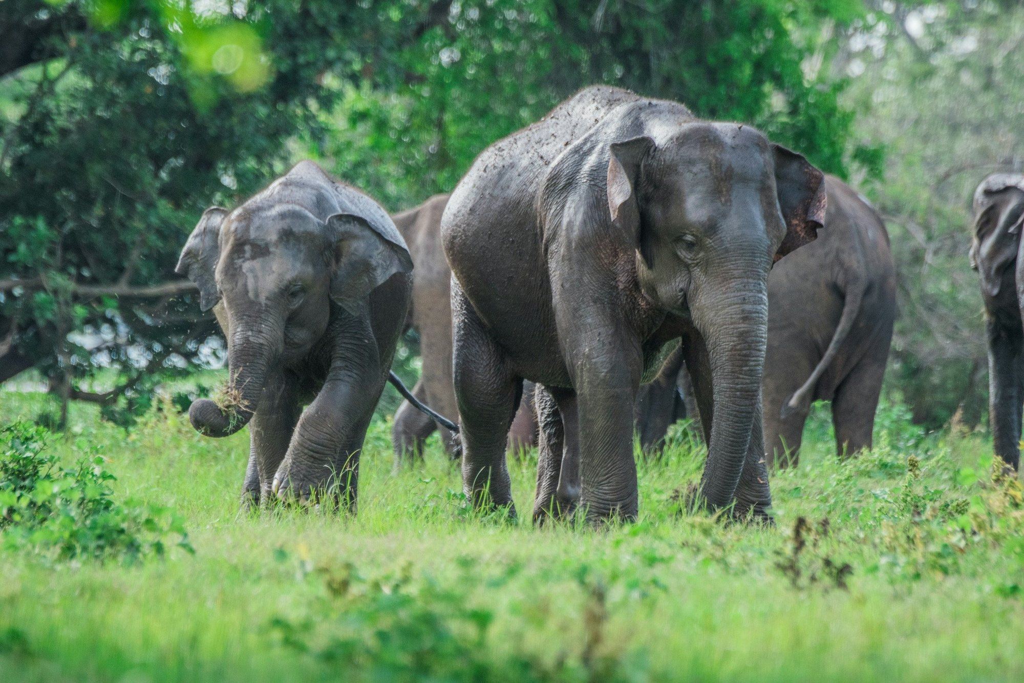 Wild elephants grazing in the grass at Minneriya